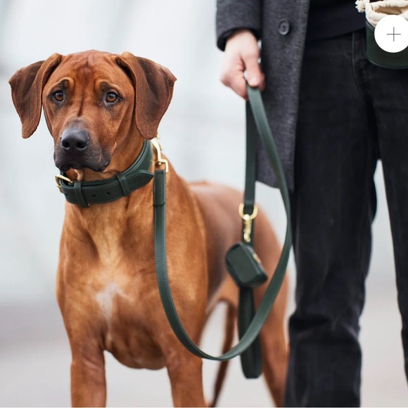 WILLIAM WALKER COLLAR LEATHER - Picture 5 of 8